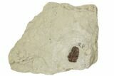 Acastacephala Macrops Trilobite - Shropshire, England #196653-4